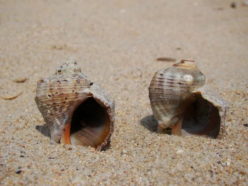 sand shells brown