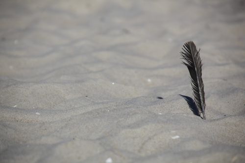 sand feather beach