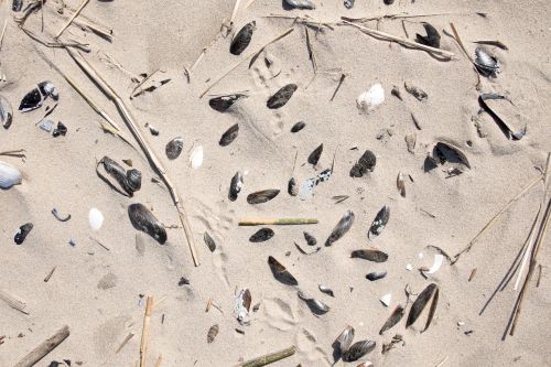 sand seashells grass