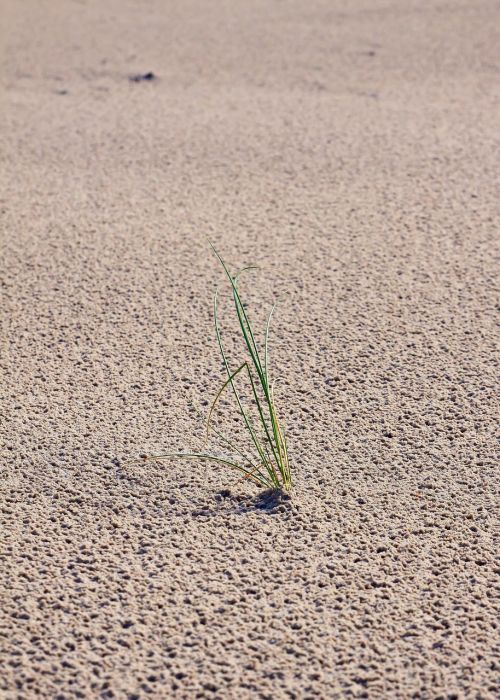 sand grass dunes