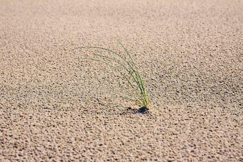 sand grass dunes