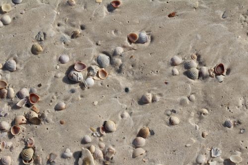 sand shells water
