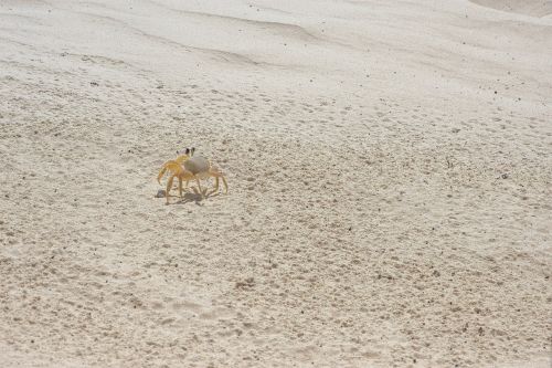 sand crayfish crab