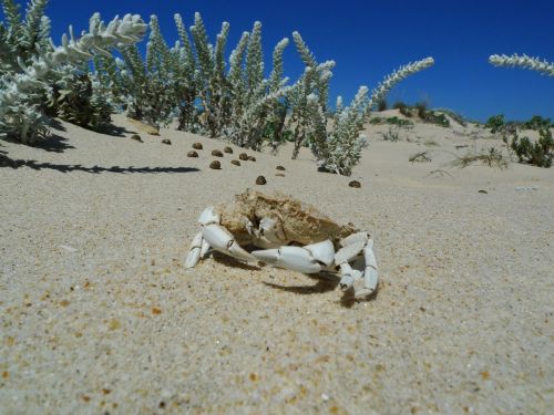 sand white crab