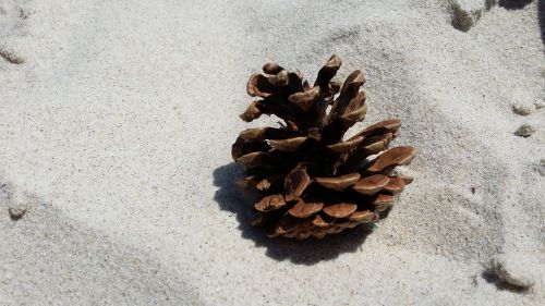 sand beach pine cone