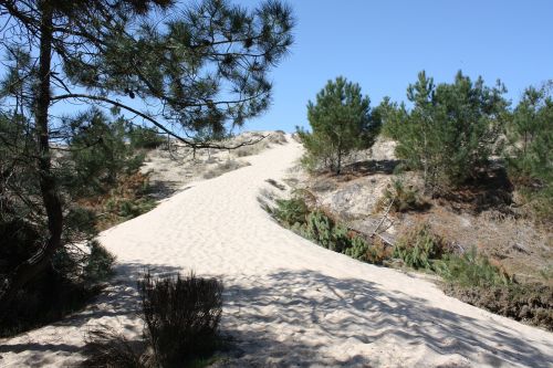 sand pine landscape