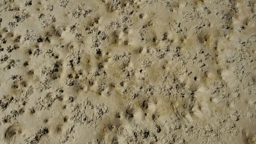 sand sandworms lugworm