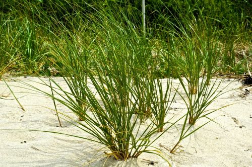 sand ocean grass