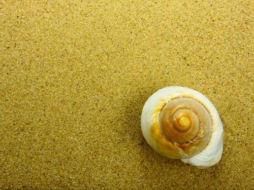 sand beach shell