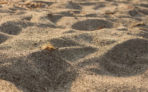 sand beach environmental