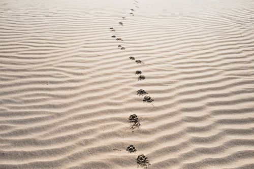 sand footprints beach