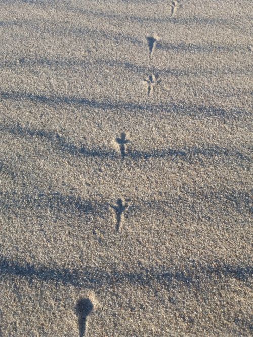 sand nature bird