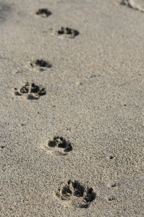 sand dog beach