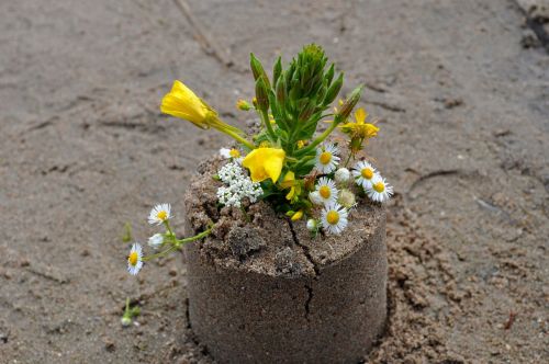 sand flowers beach