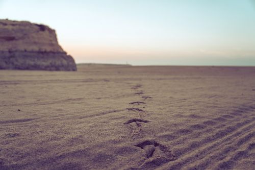 sand sunset seagull