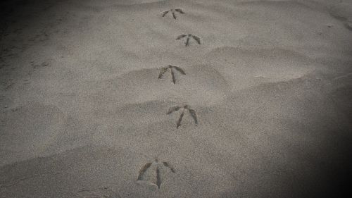 sand footprints beach