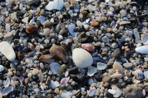 sand shells beach