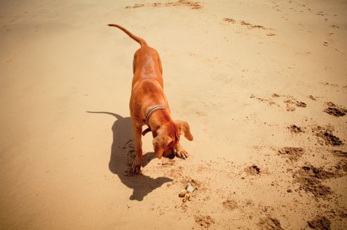 sand beach body of water