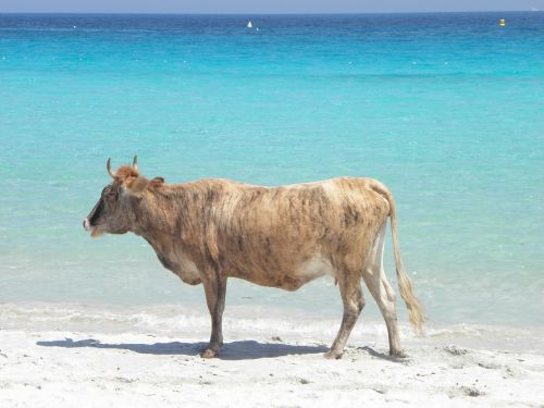 sand body of water summer