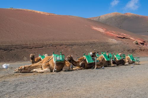 sand desert camel