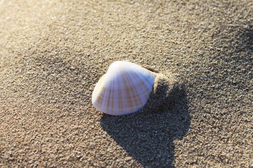 sand beach seashore