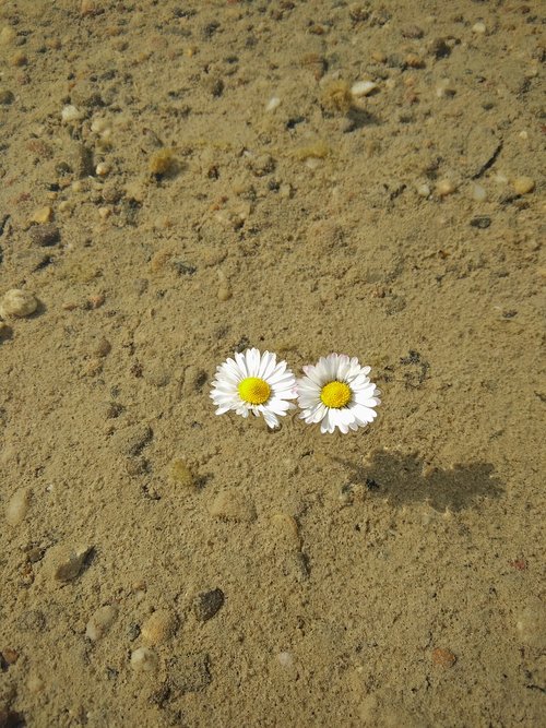 sand  nature  background