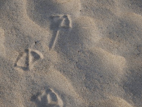 sand  background  footprint