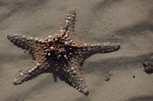sand  starfish  seashore