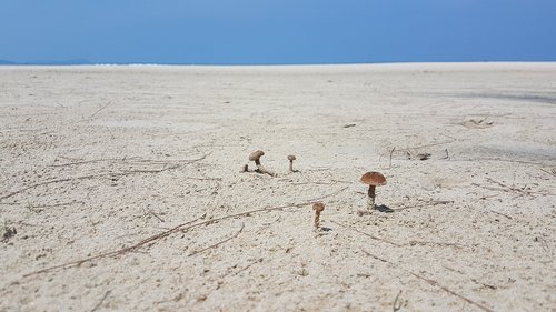 sand  mushrooms  solitude