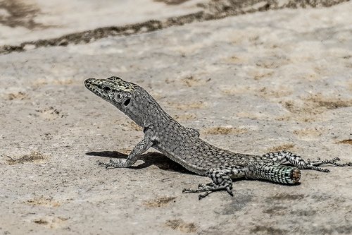 sand  nature  lizard