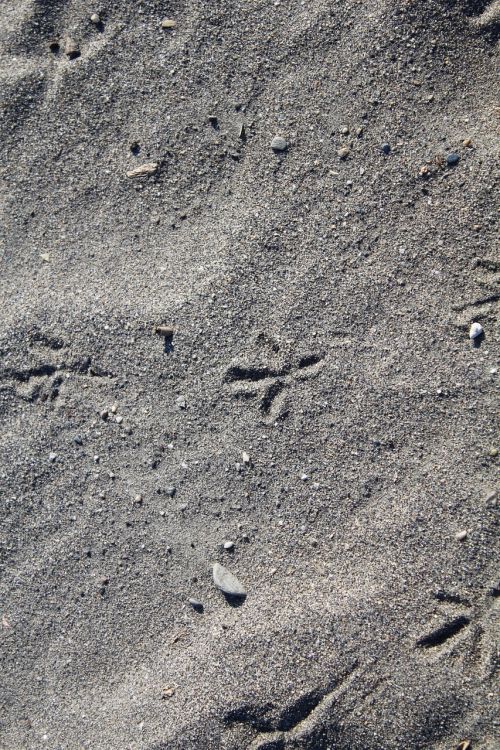 sand traces beach