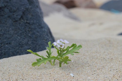 sand  bank  beach