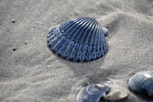 sand  shell  beach