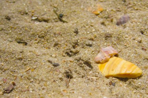 sand shells beach