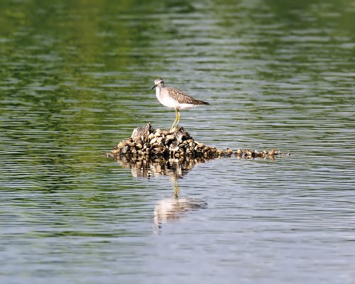 sand  piper  bird