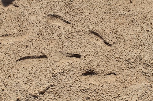 sand  saudi arabia  footprints in the sand