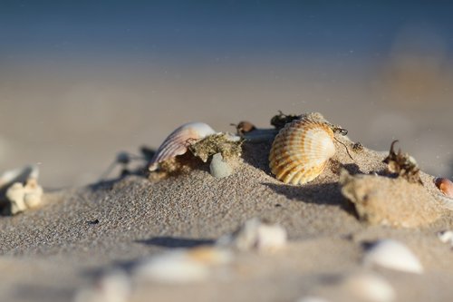 sand  sea  shells