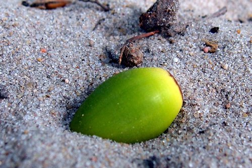 sand  oak  acorn