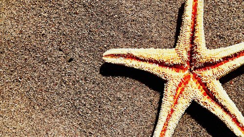 sand  starfish  beach