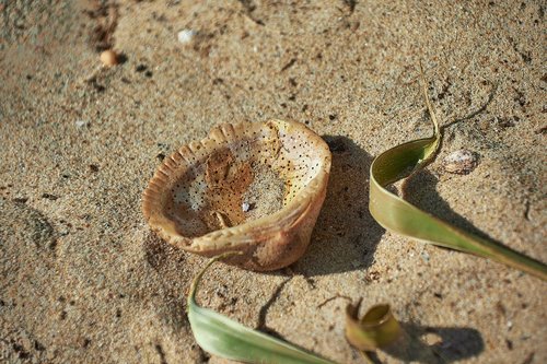 sand  shell  beach