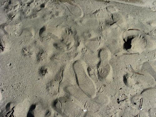 sand footprint trace