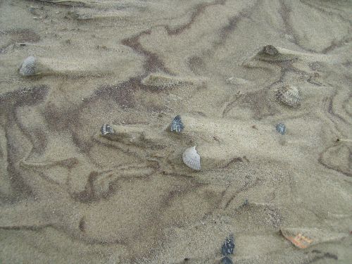 sand mussels beach