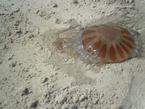 sand beach living water