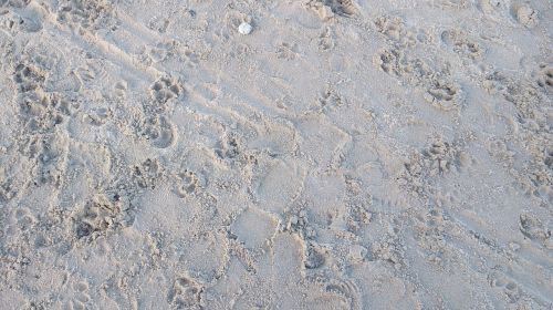 sand traces footprint