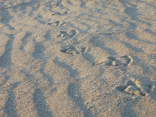 sand tracks the seagull