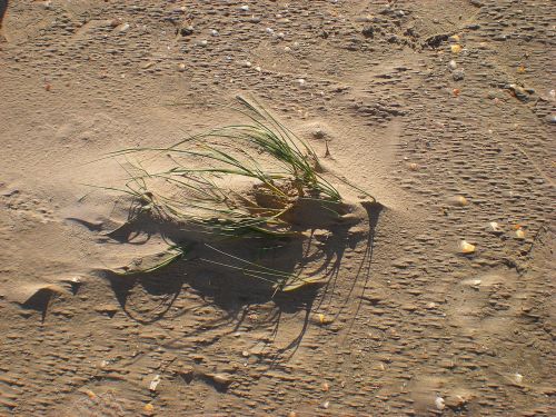 sand dune grass