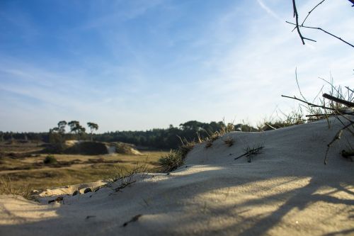 sand nature heide