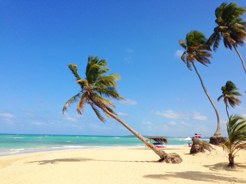 sand beach palm tree