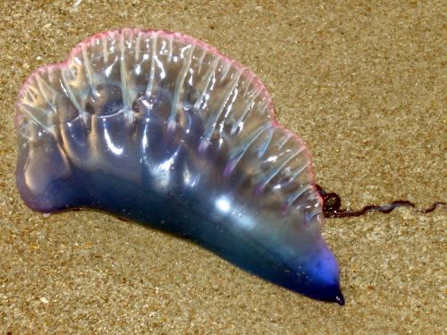 sand jellyfish seashore