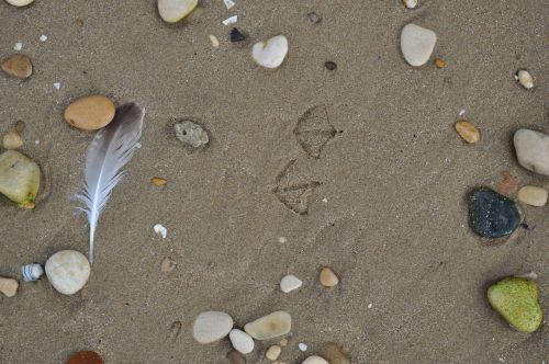 sand footprints seagull